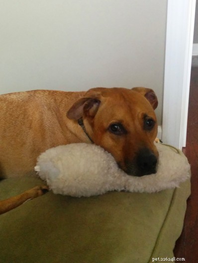 Expert Guide to Caring for Dogs with Chronic Health Issues – Join the Caring for Critters Round Robin