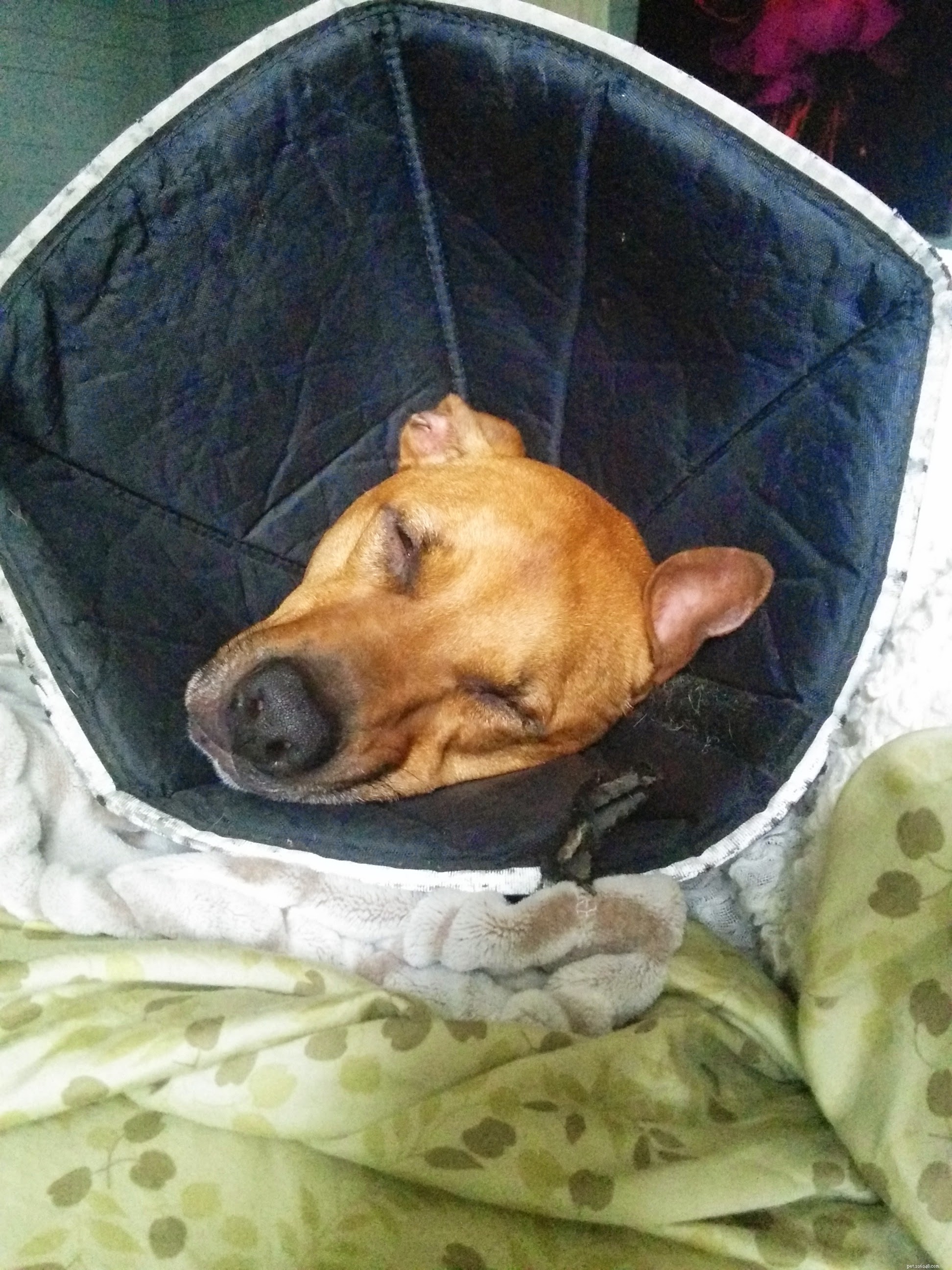 Living with a Dog That Has Severe Allergies: A Personal Story