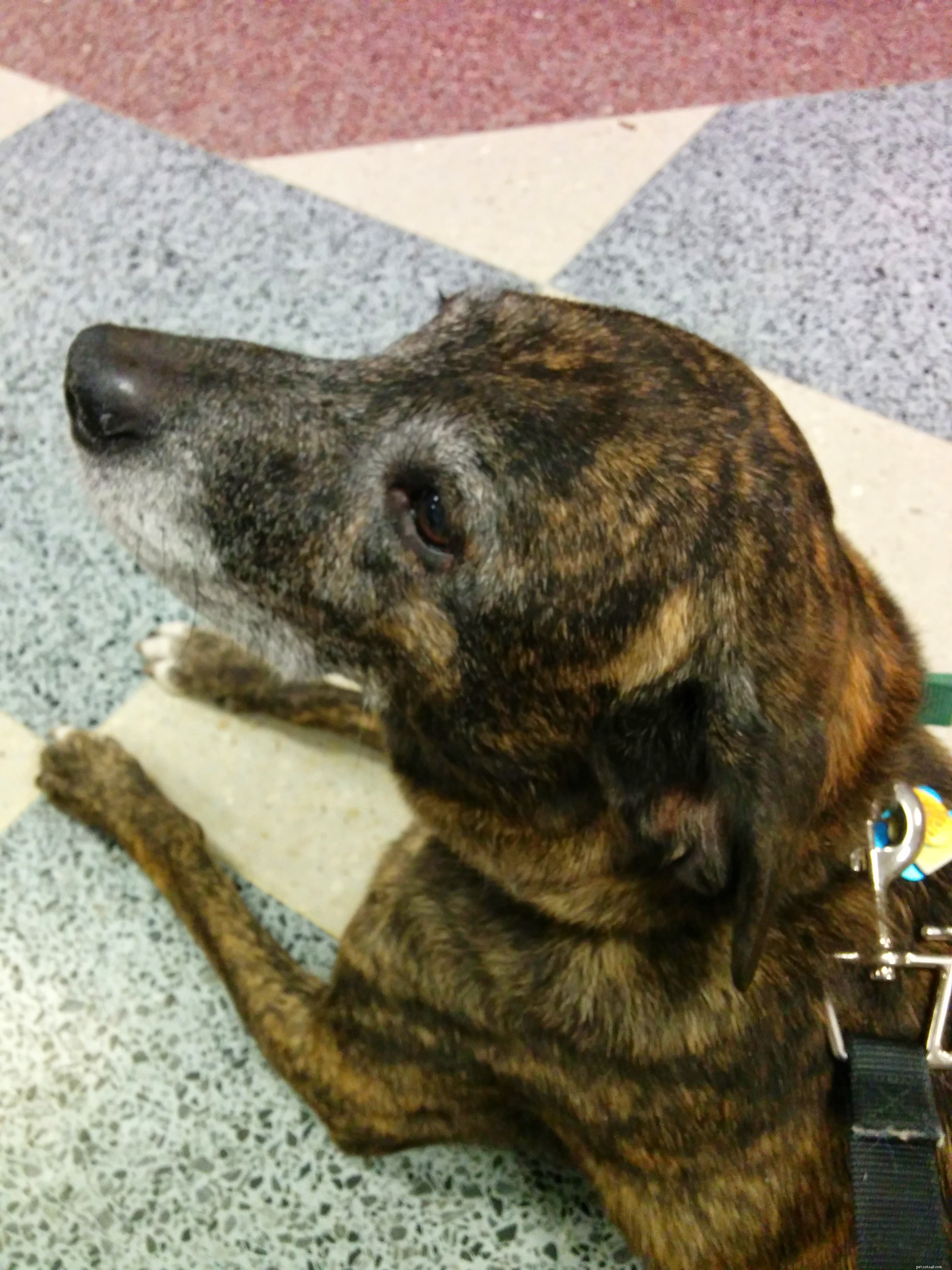 Navigating Veterinary Care: Emmett’s Comprehensive Health Check at Purdue Hospital