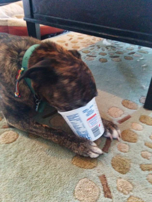 Why Table Food Is Not Ideal for Your Dog
