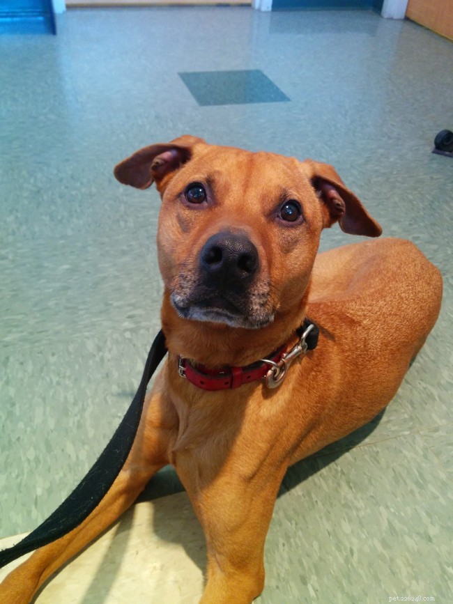 Cooper s Journey: From Weight Loss to Healthy Gut Health