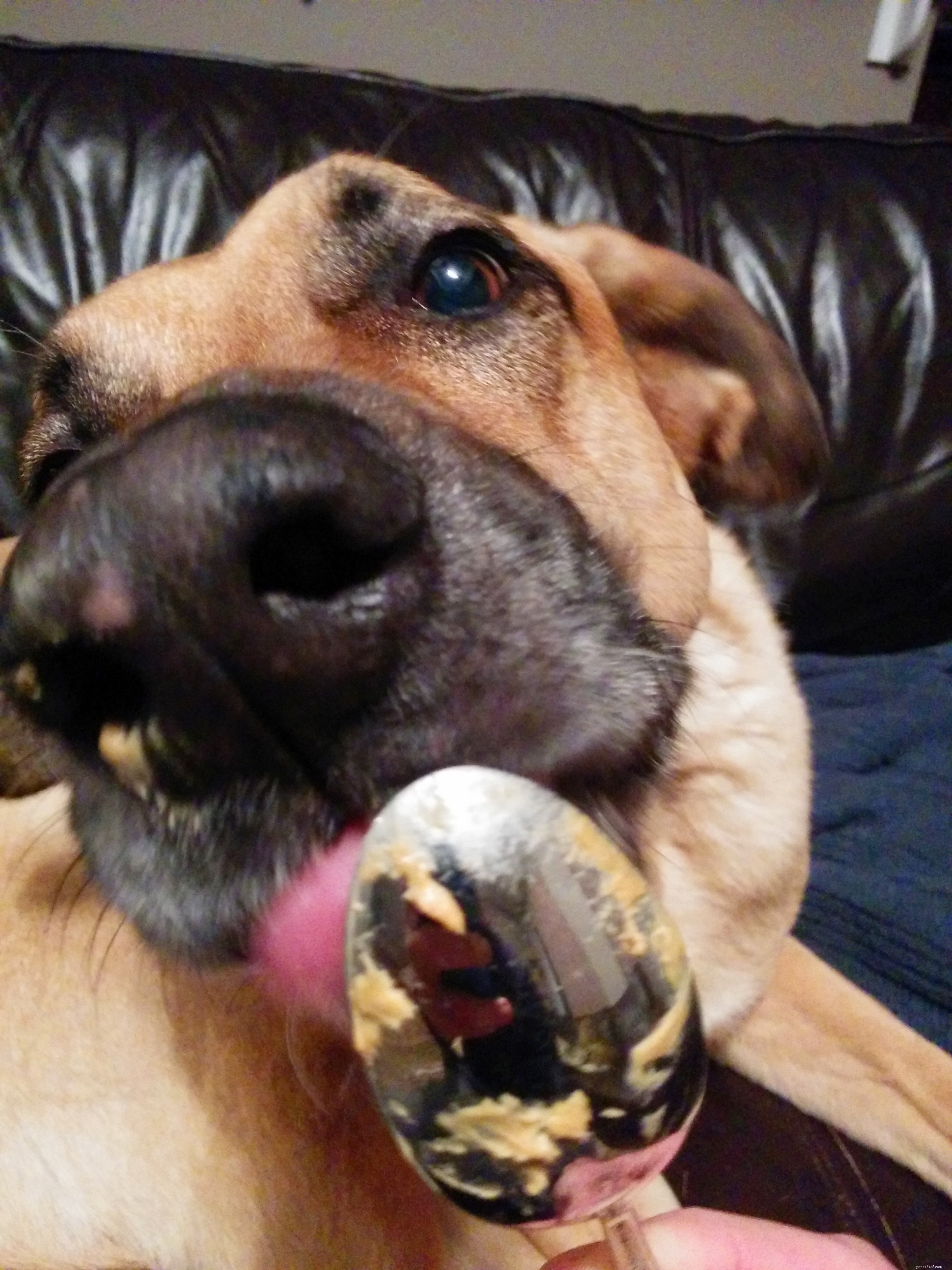 The Peanut Butter Plan: A Safe, Palatable Solution for Dogs Who Resist Pills