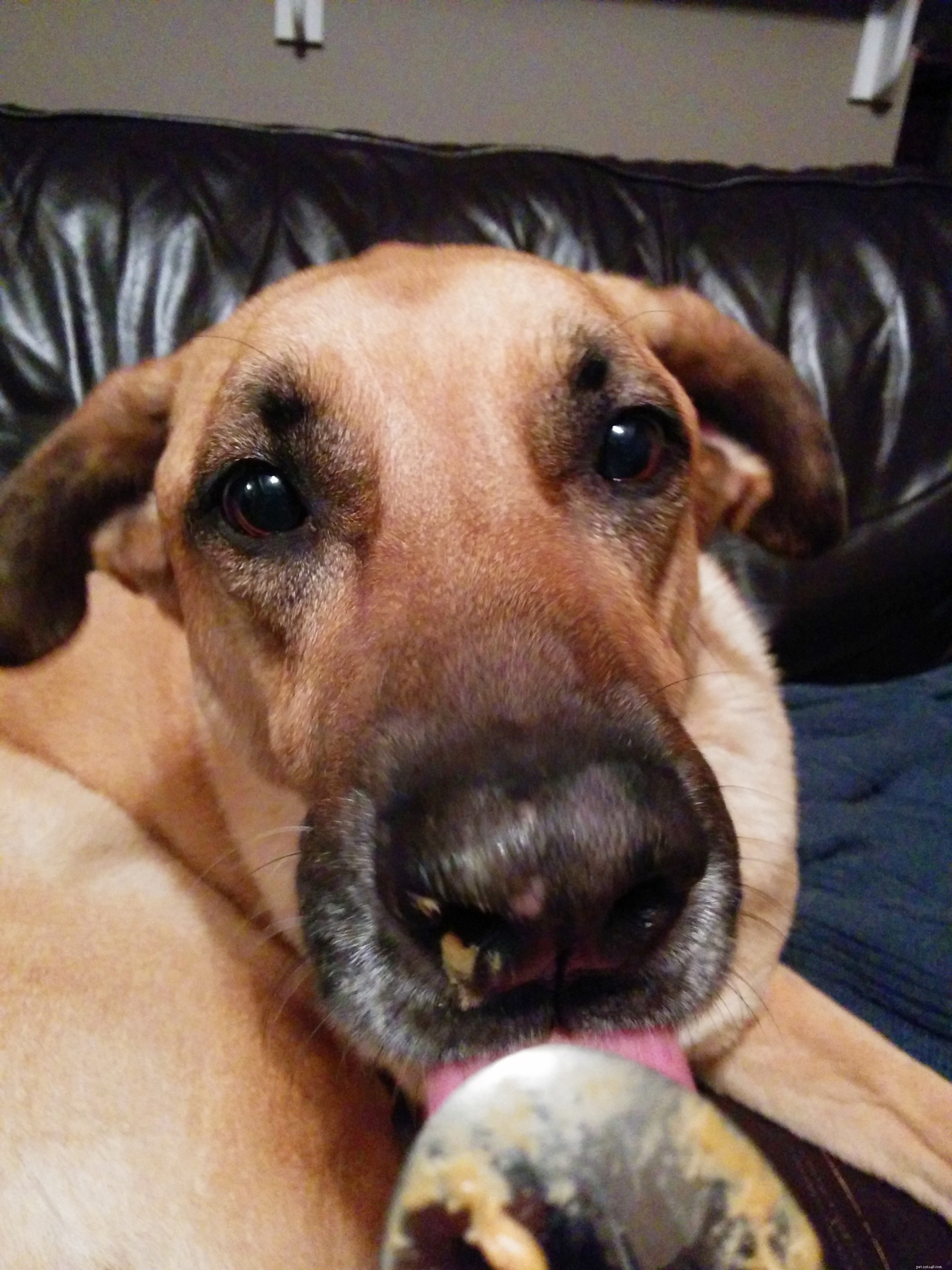 The Peanut Butter Plan: A Safe, Palatable Solution for Dogs Who Resist Pills