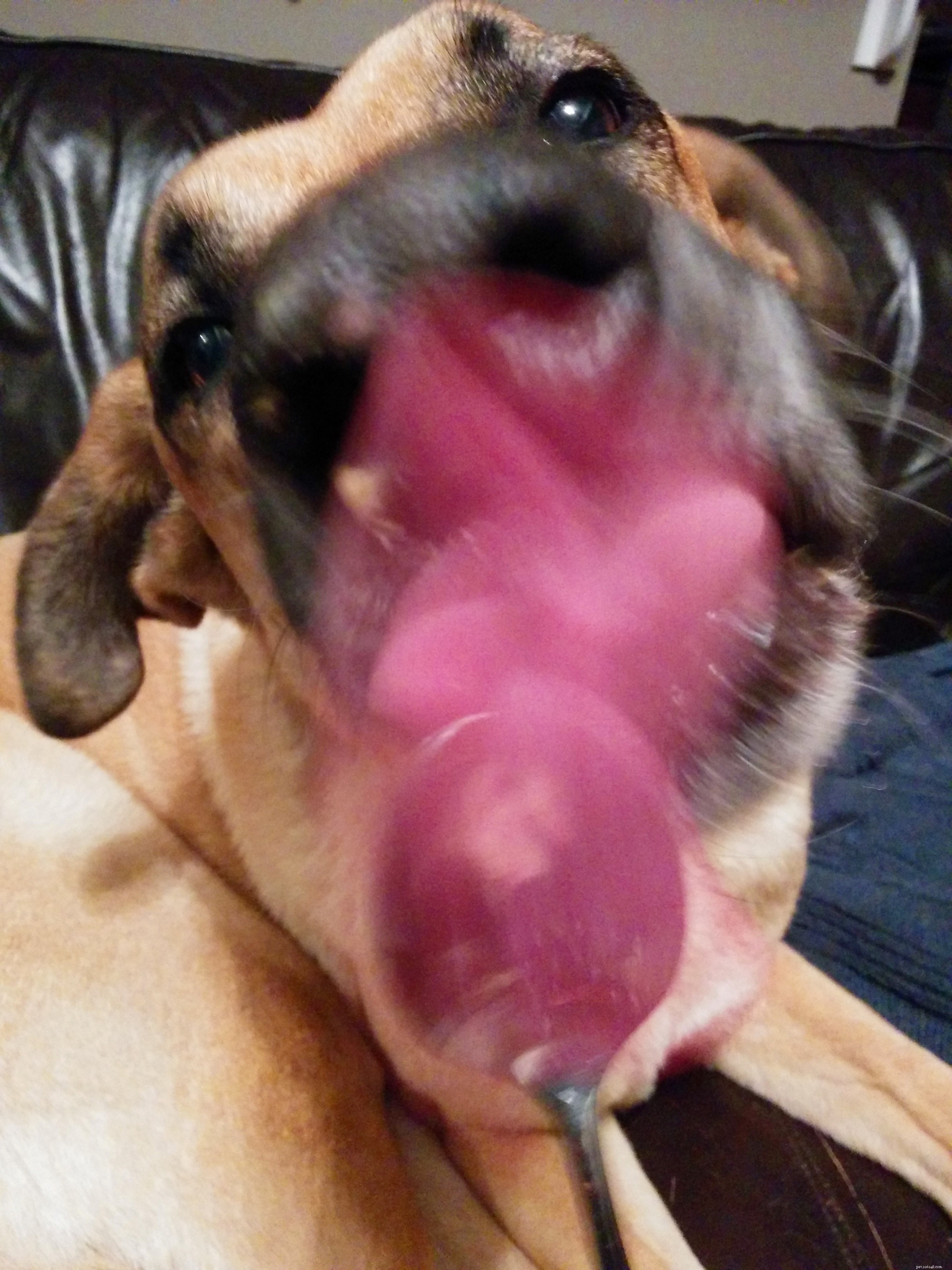 The Peanut Butter Plan: A Safe, Palatable Solution for Dogs Who Resist Pills