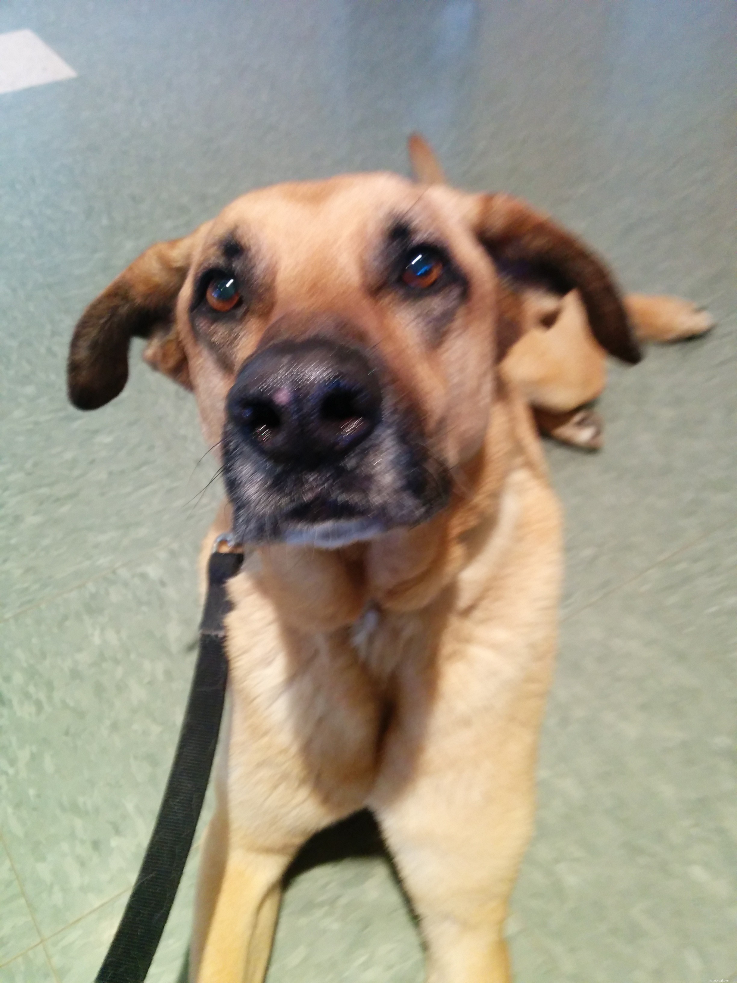 A Dog s Unexpected Injury: Handling Limping and Swelling with Confidence