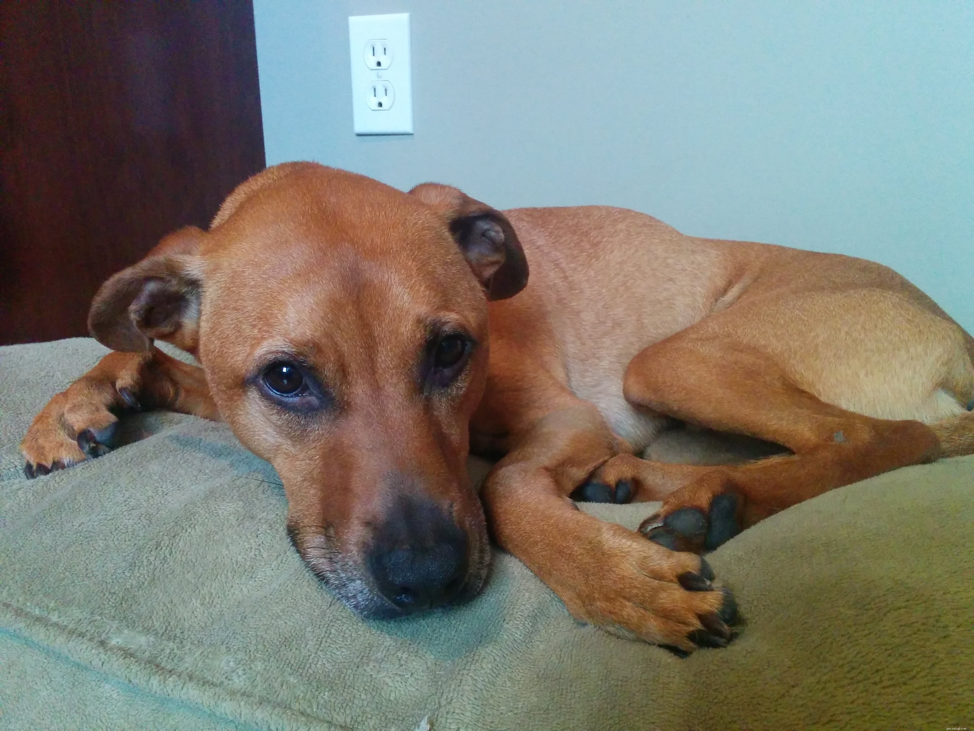 Dealing with My Dog’s Ear Infections: A Guide to Relief and Prevention