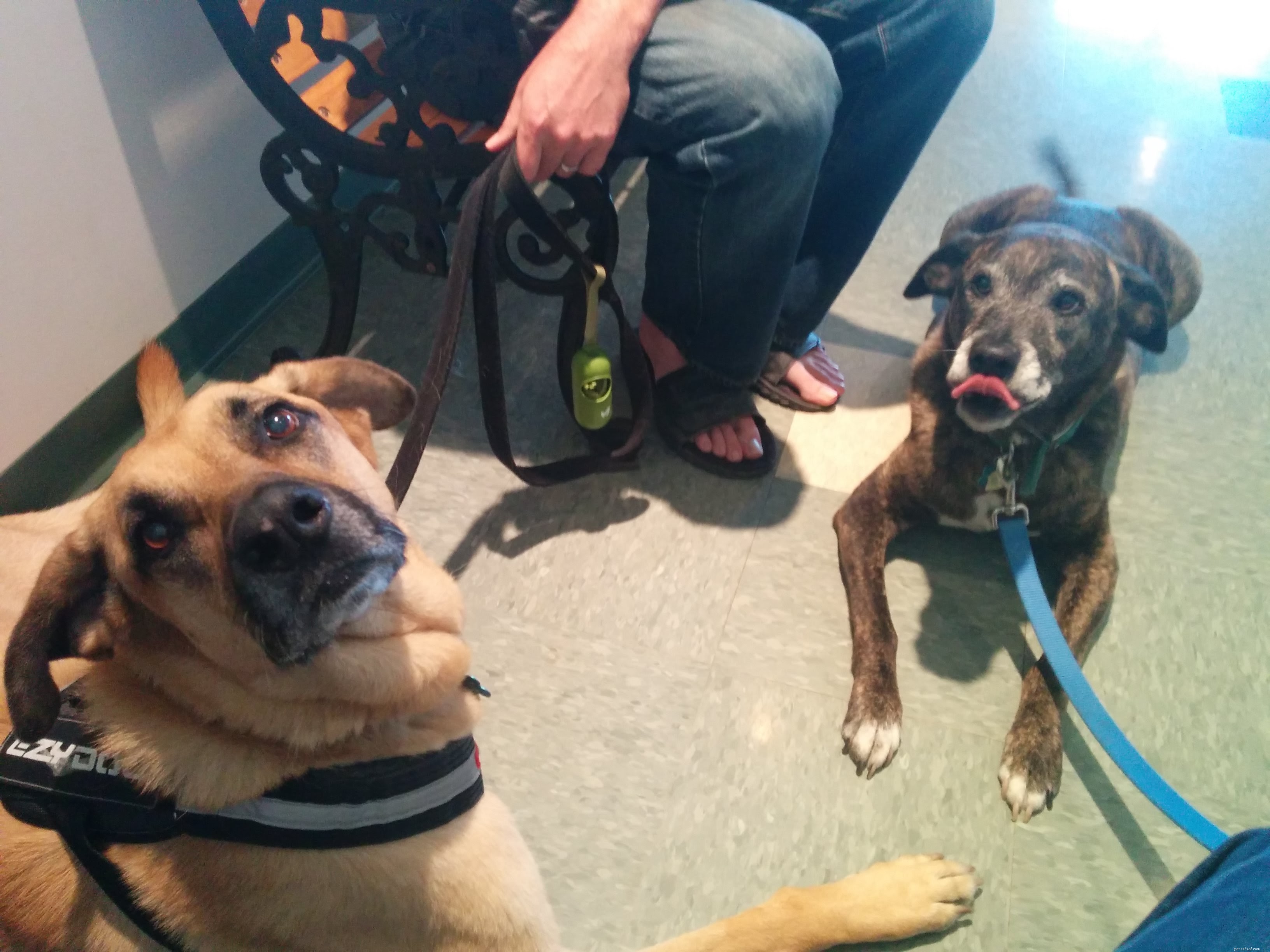 Can Amputation Improve a Dog’s Behavior? A Vet’s Perspective