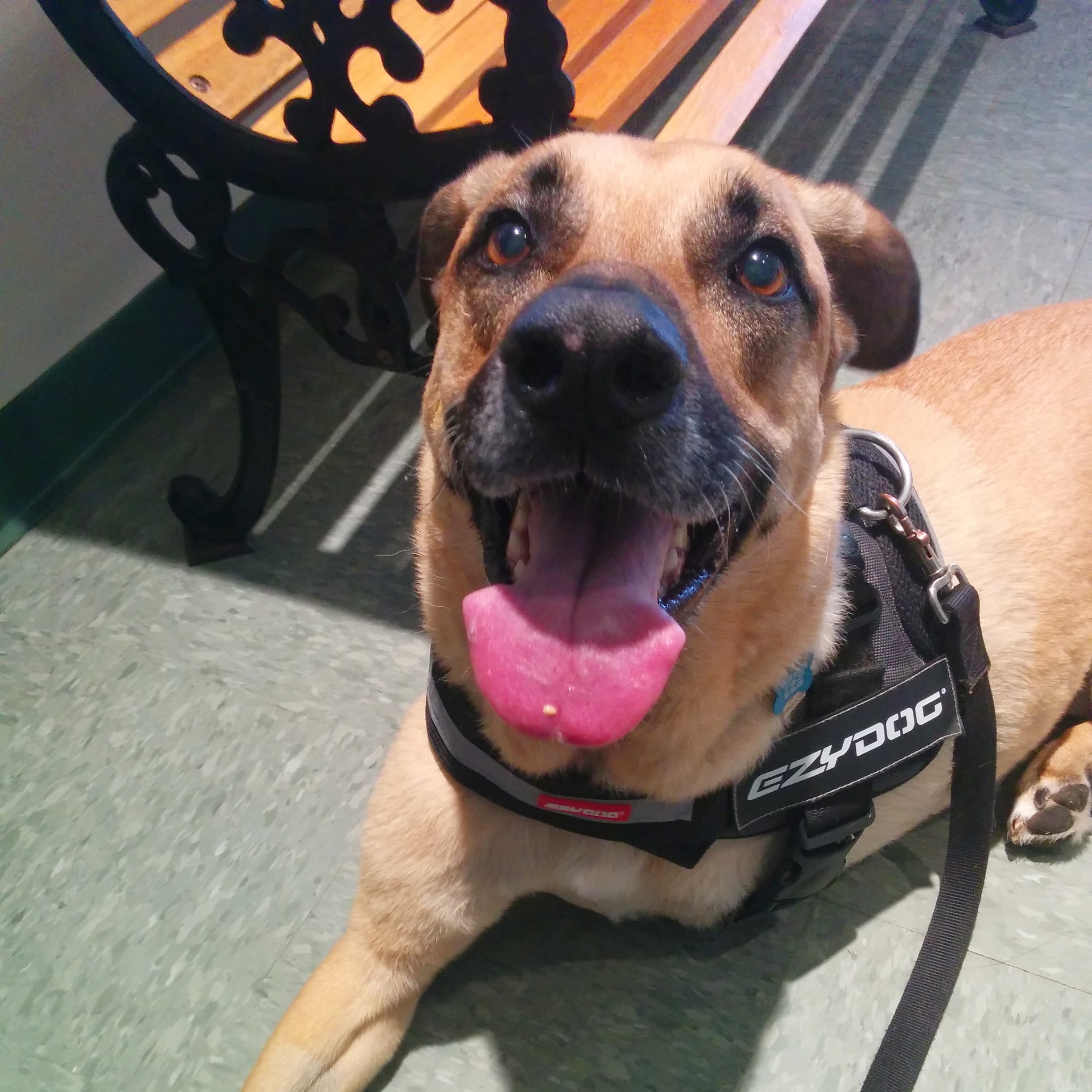 Understanding Osteosarcoma Chemotherapy: What Pet Owners Need to Know
