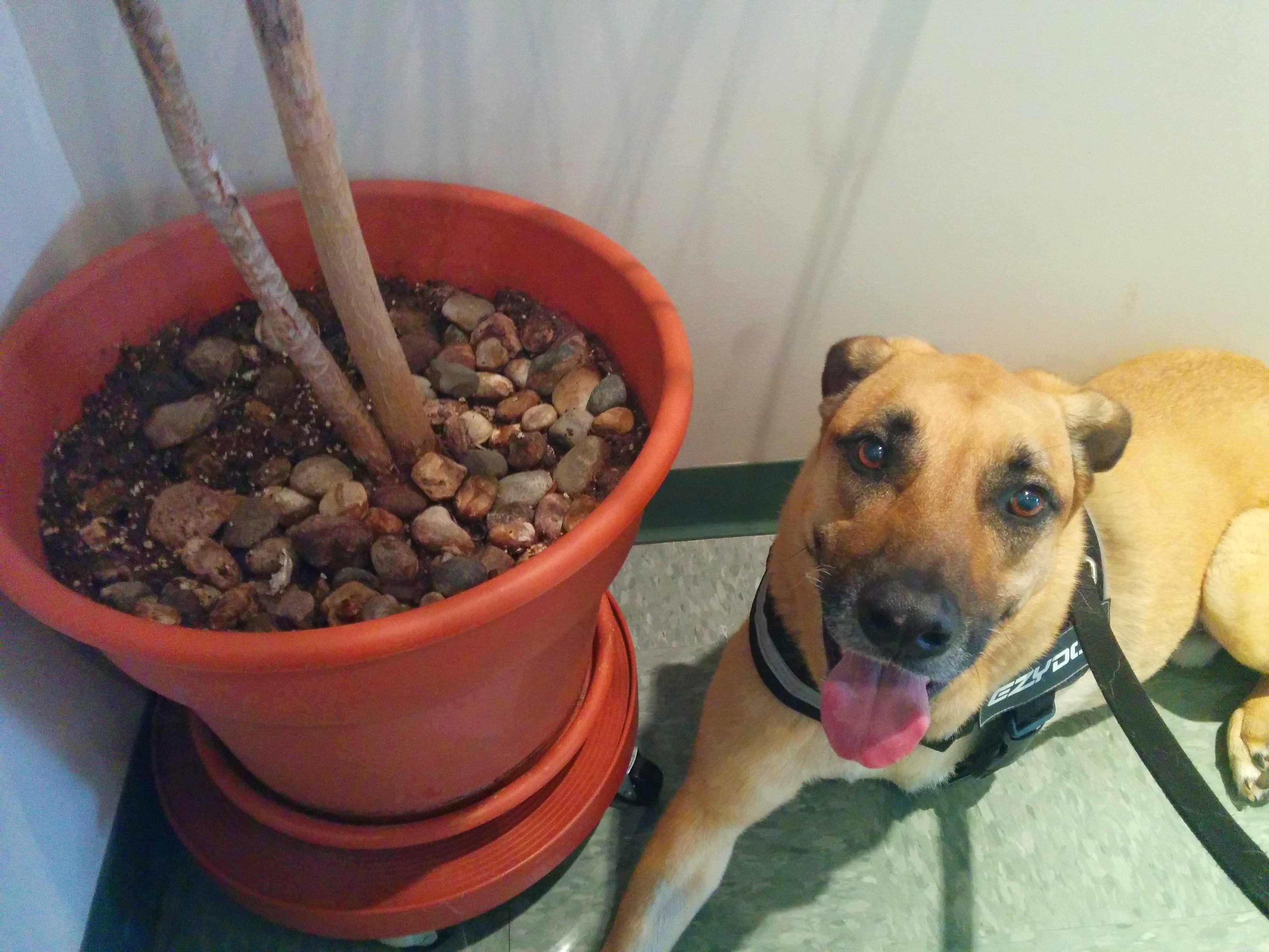 Understanding Osteosarcoma Chemotherapy: What Pet Owners Need to Know