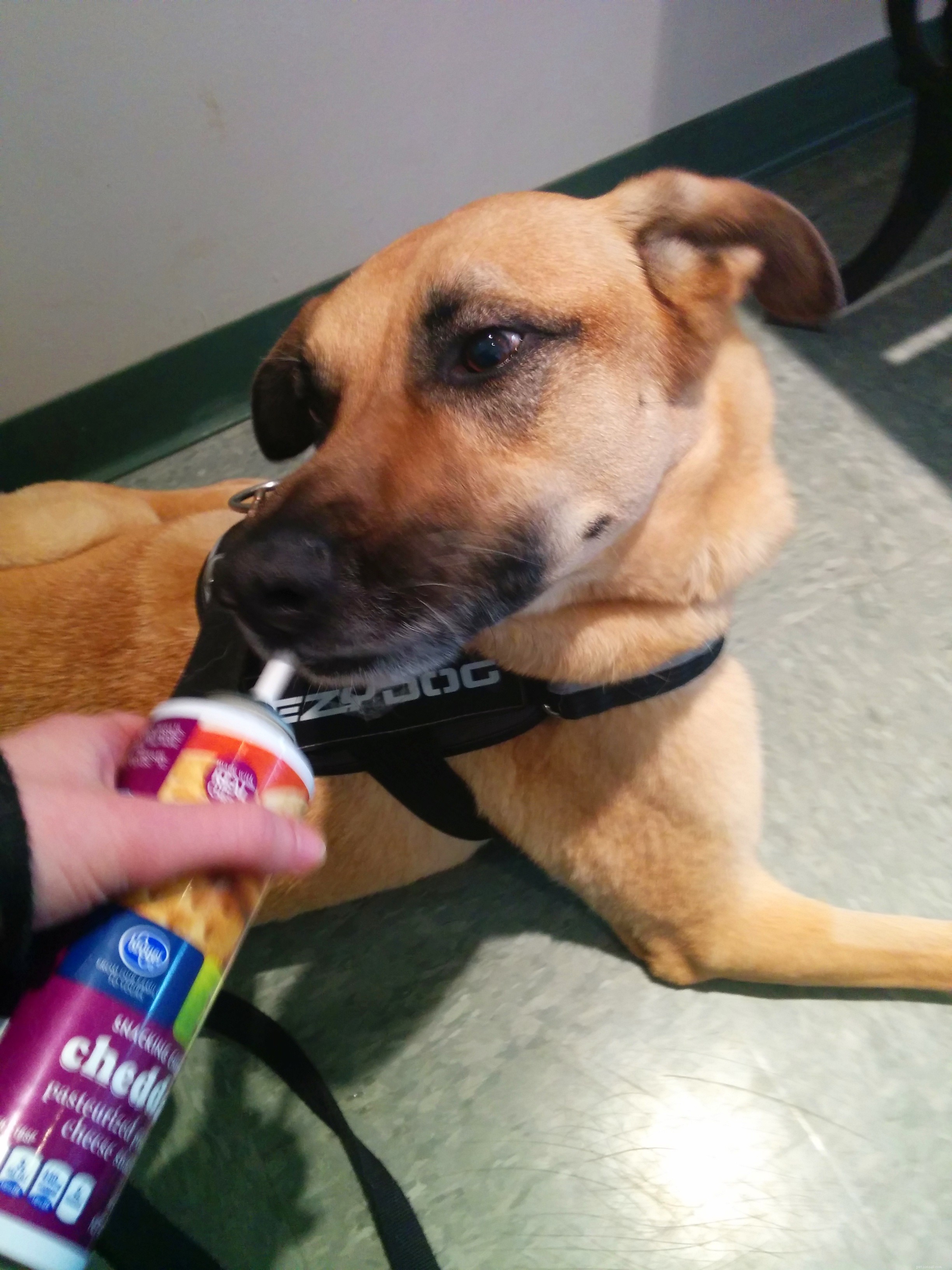 Understanding Osteosarcoma Chemotherapy: What Pet Owners Need to Know