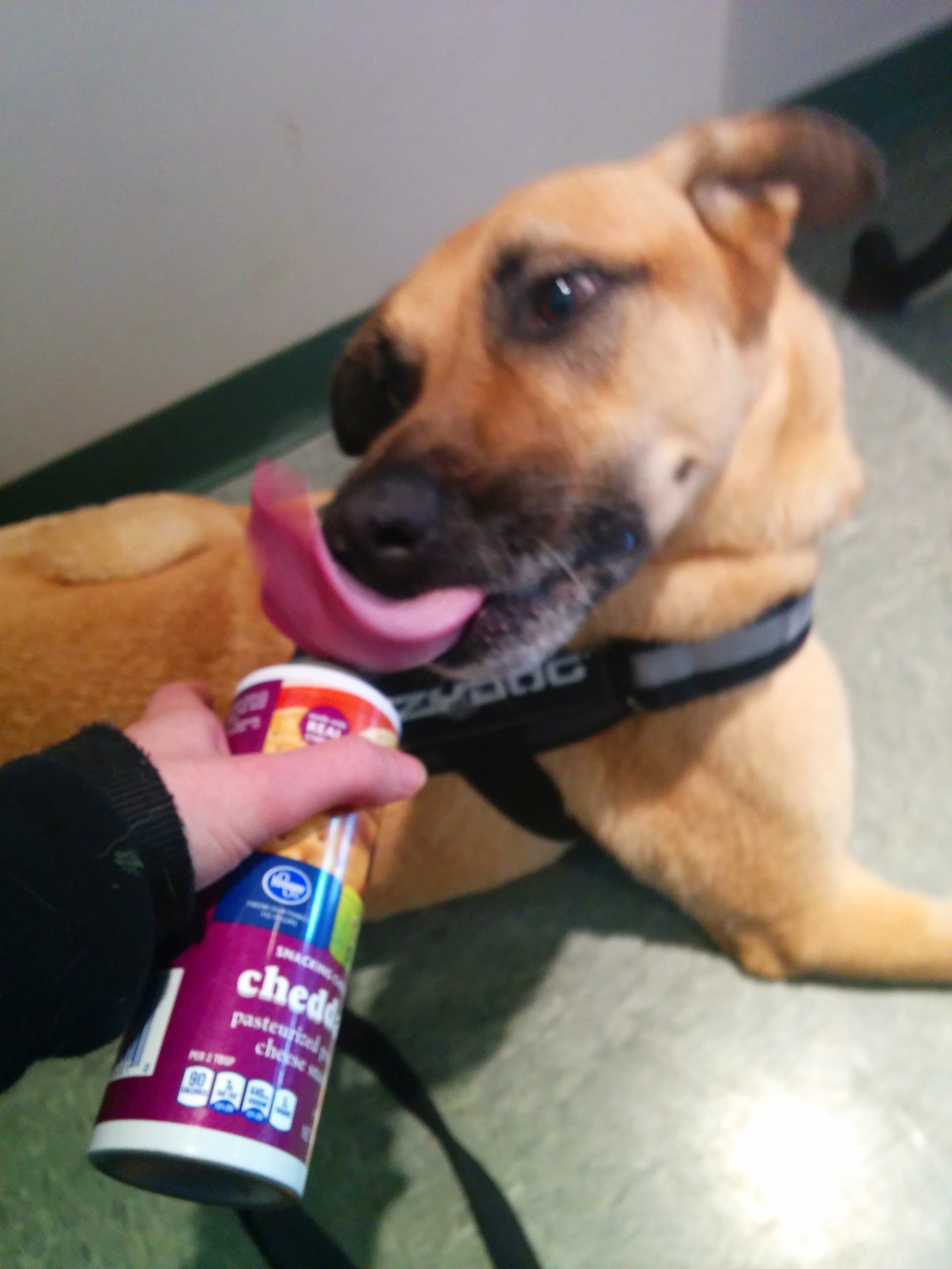 Understanding Osteosarcoma Chemotherapy: What Pet Owners Need to Know