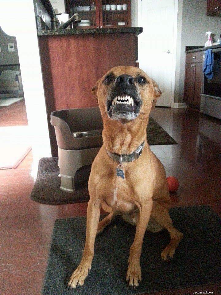 My Perspective on Feeding Dogs: Why I Choose Not to Feed Them Raw, But Respect Your Choice