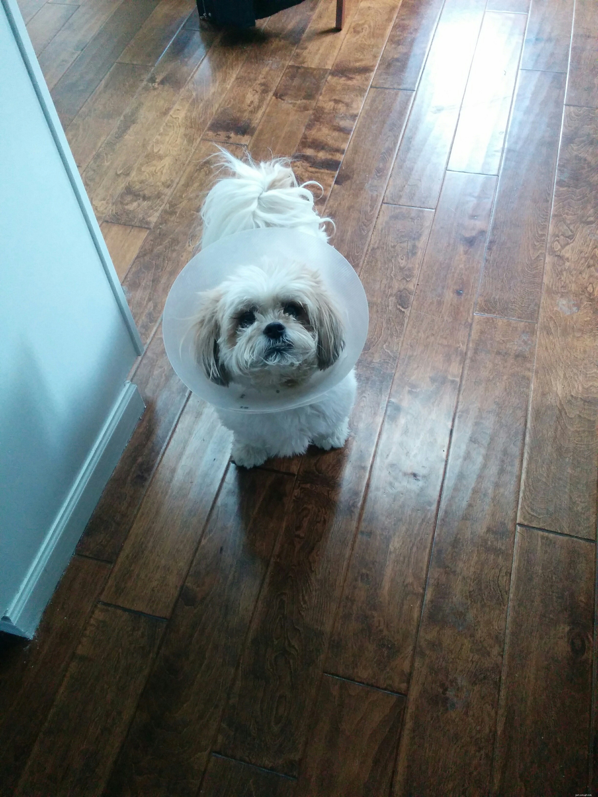 Professional Dog Sitting for Otto: Medication, Care, and Comfort