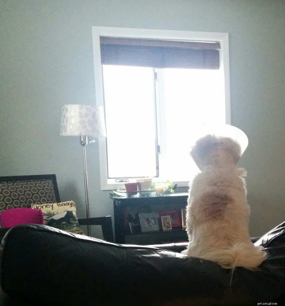 Professional Dog Sitting for Otto: Medication, Care, and Comfort