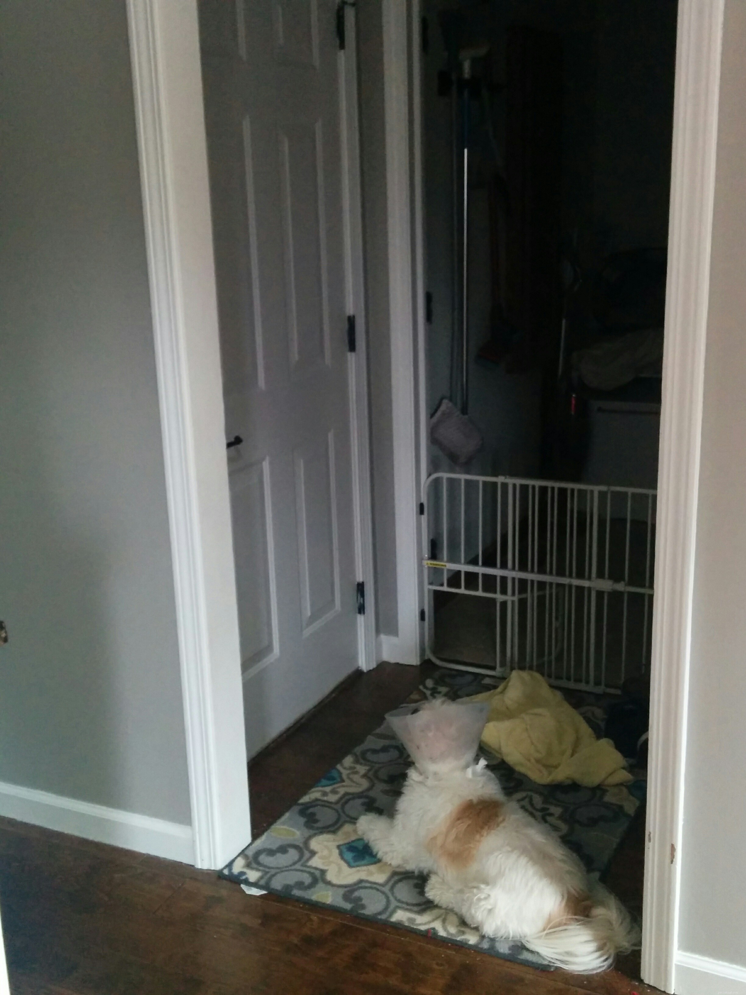 Professional Dog Sitting for Otto: Medication, Care, and Comfort
