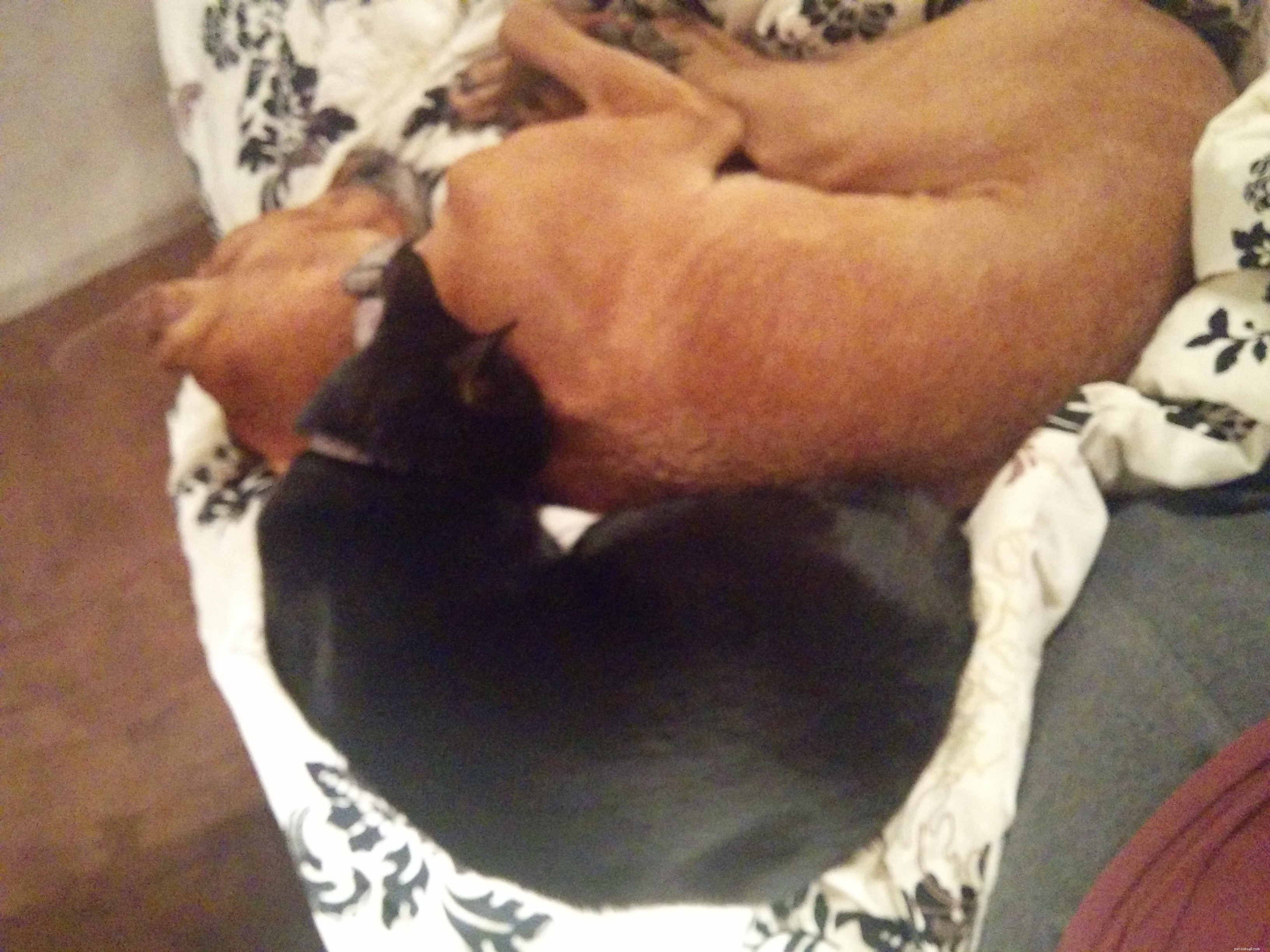 Professional Dog Sitting for Otto: Medication, Care, and Comfort