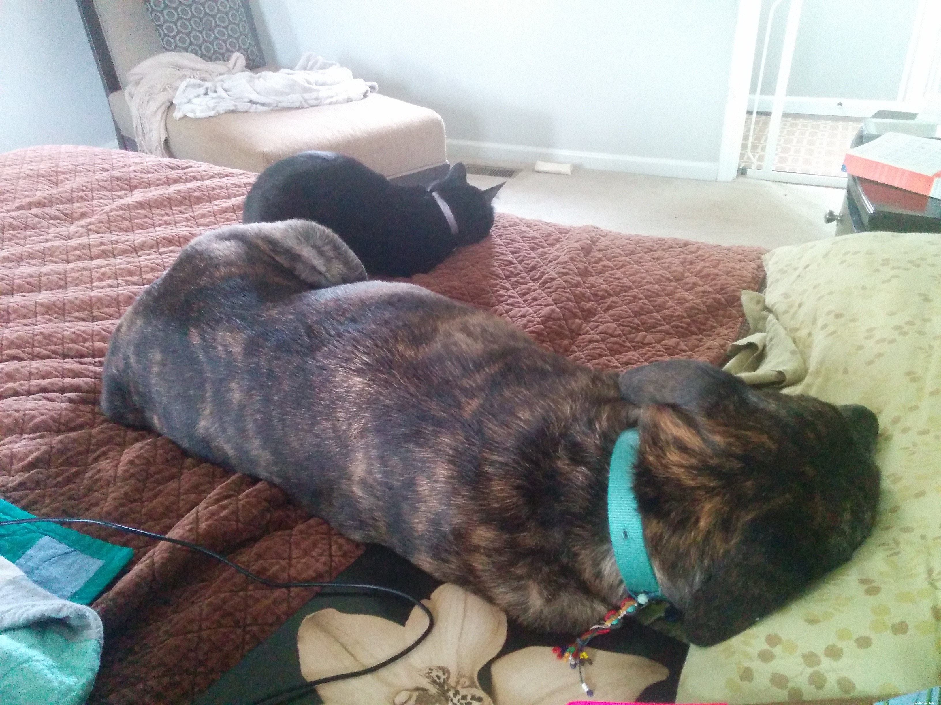 Professional Dog Sitting for Otto: Medication, Care, and Comfort
