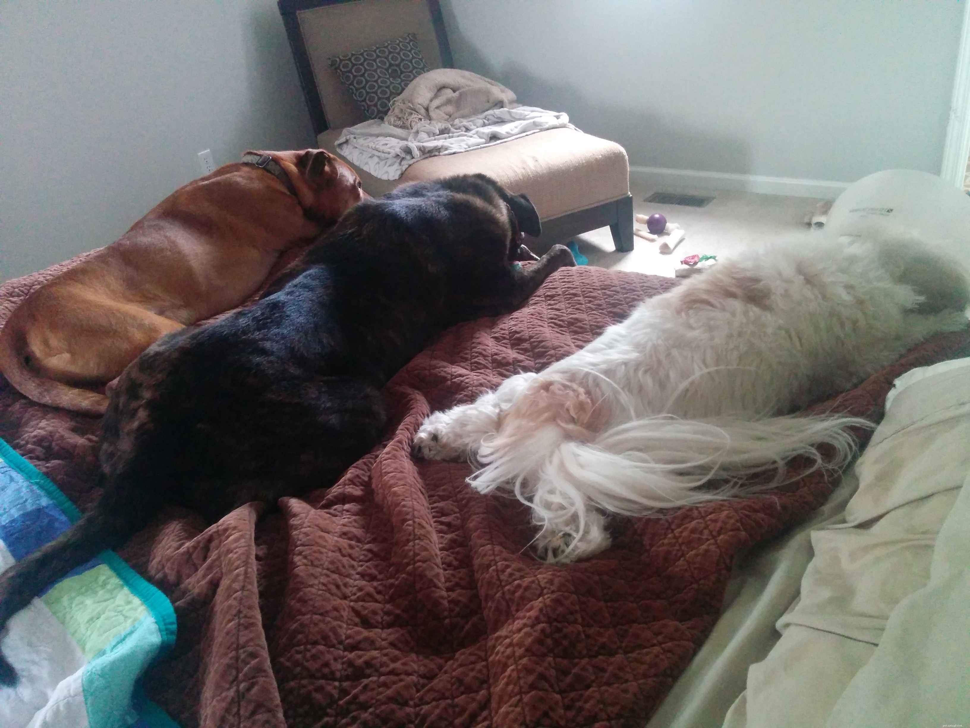 Professional Dog Sitting for Otto: Medication, Care, and Comfort