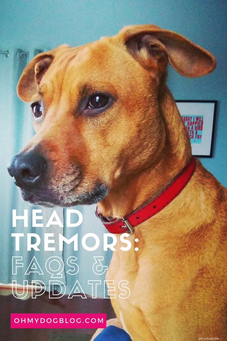 Idiopathic Head Tremors in Dogs: FAQs, Insights, and the Latest Update