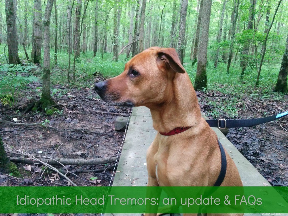 Idiopathic Head Tremors in Dogs: FAQs, Insights, and the Latest Update