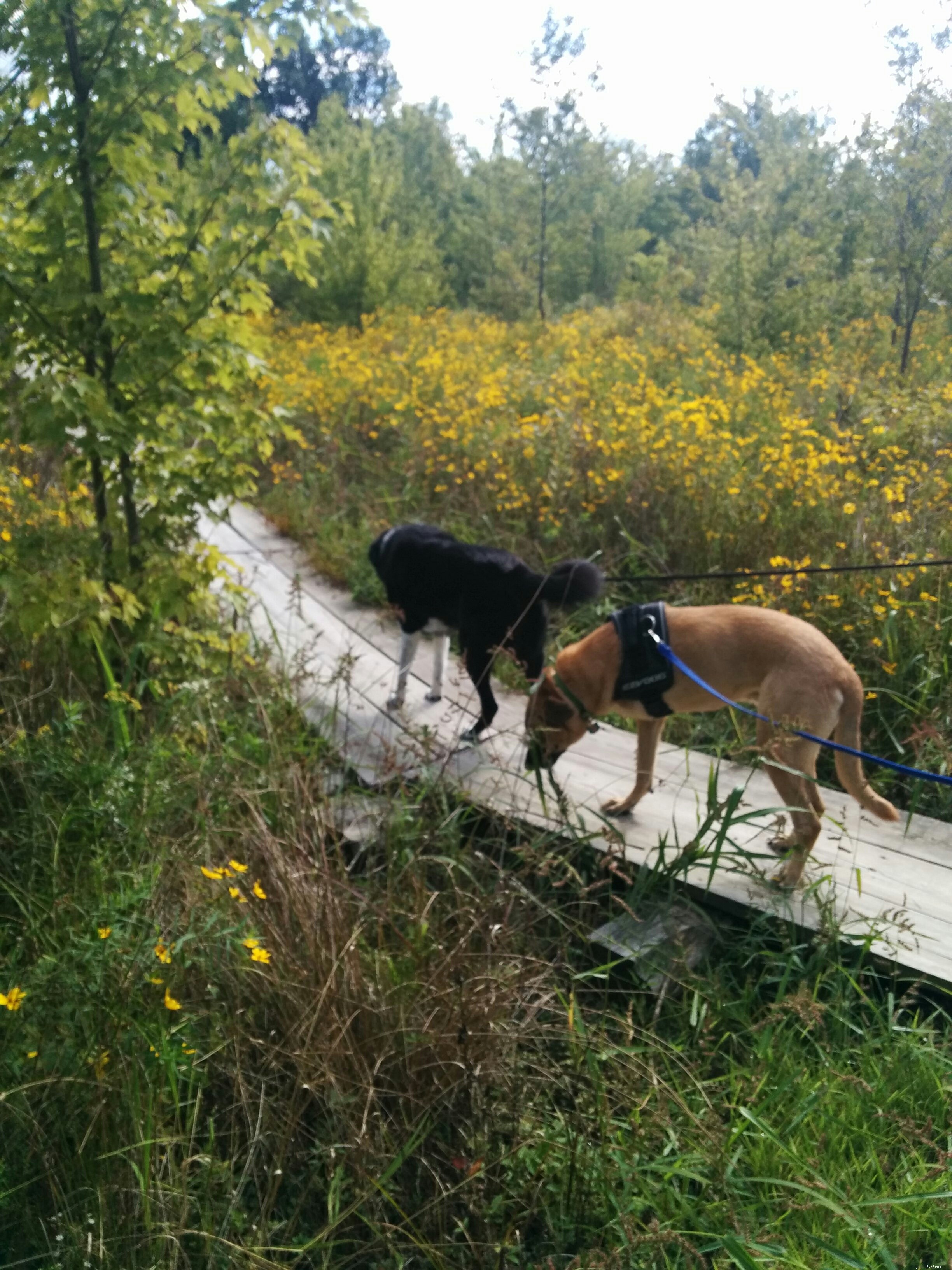 Lucas’s Weekend Adventure: From Miles of Hiking to Fast Food Discoveries