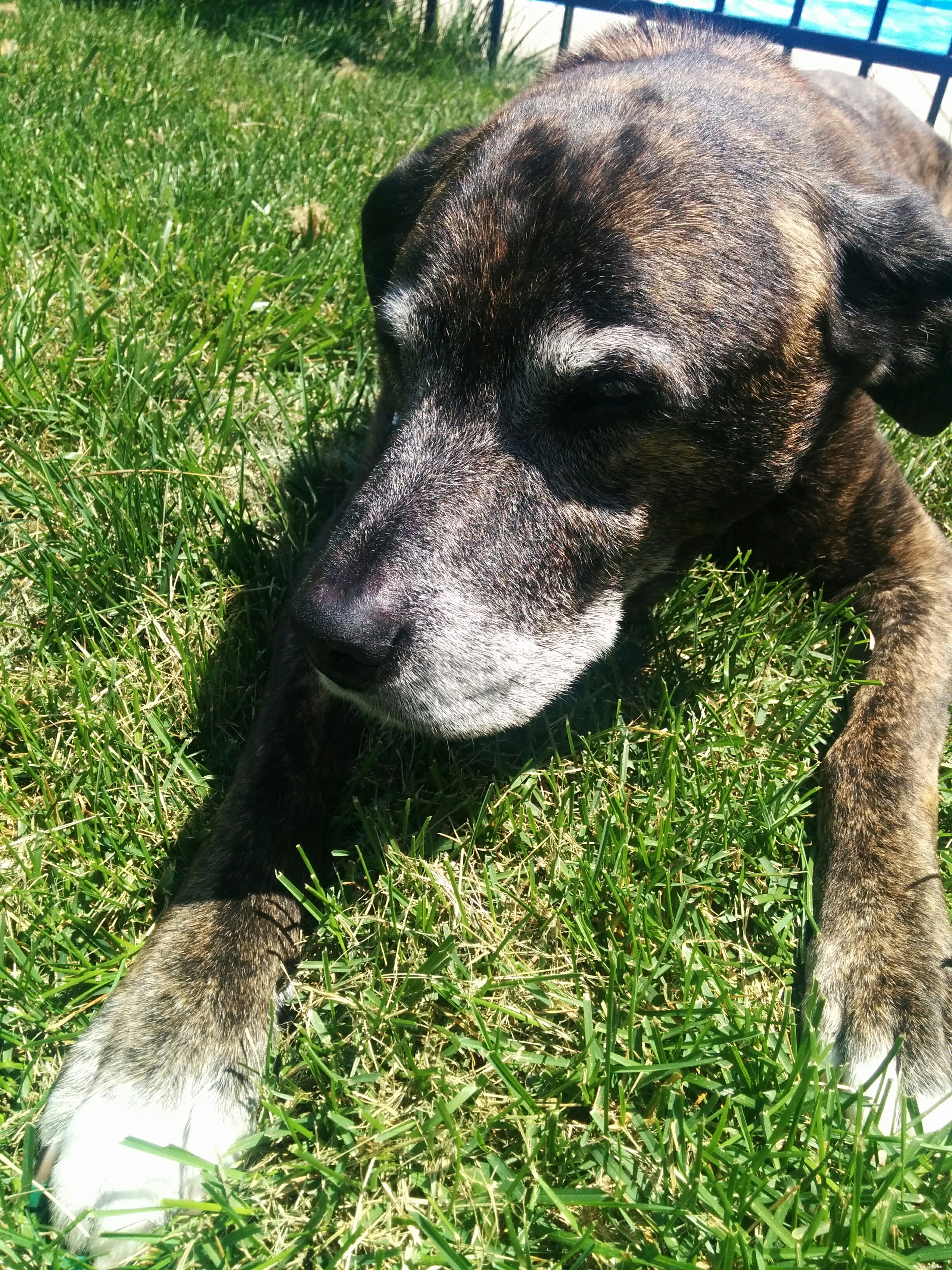 Finding the Perfect Home: Why a Dog-Friendly Pool Made All the Difference