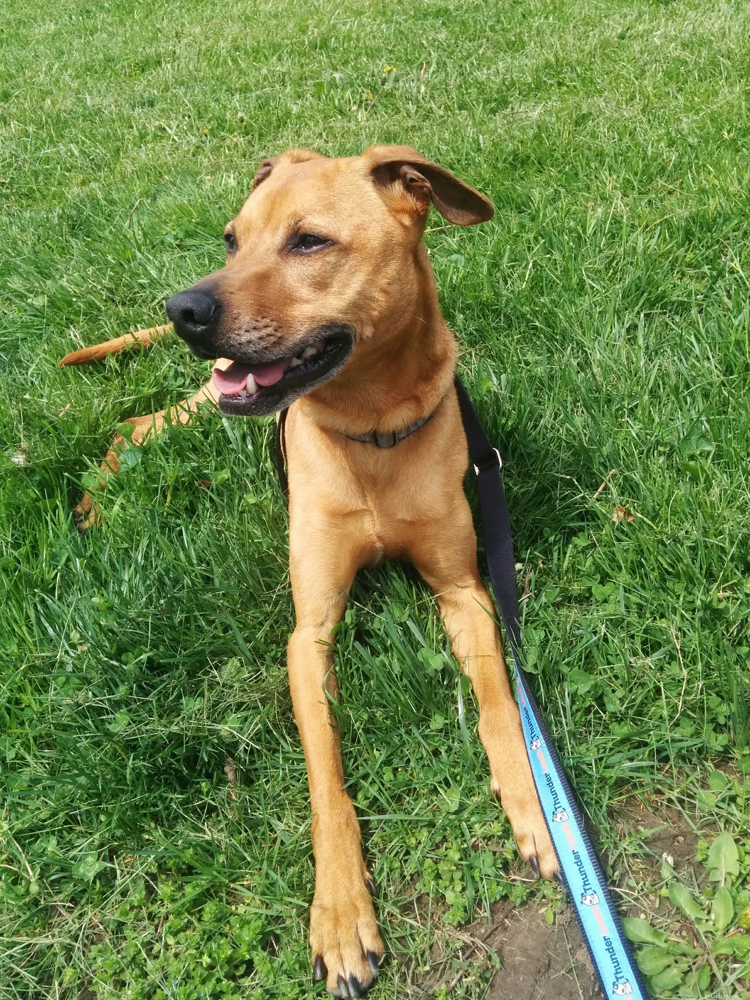 Cooper: The Running Bean Who Never Stops