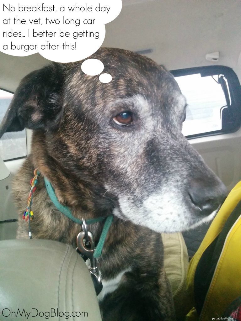 Emmett the Wonder Dog: Continuing to Defy Expectations