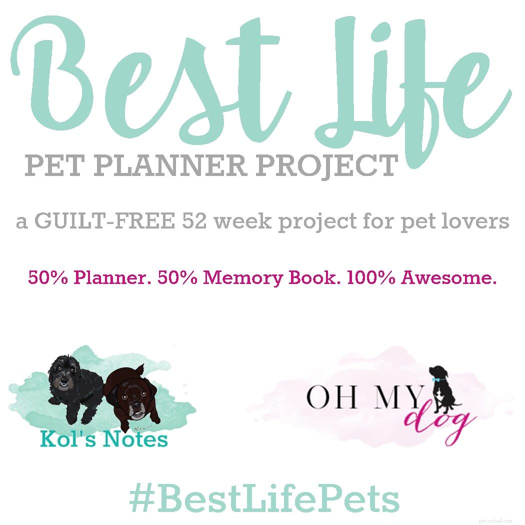 Your Dog’s Health Reflects Your Own—Discover the Connection