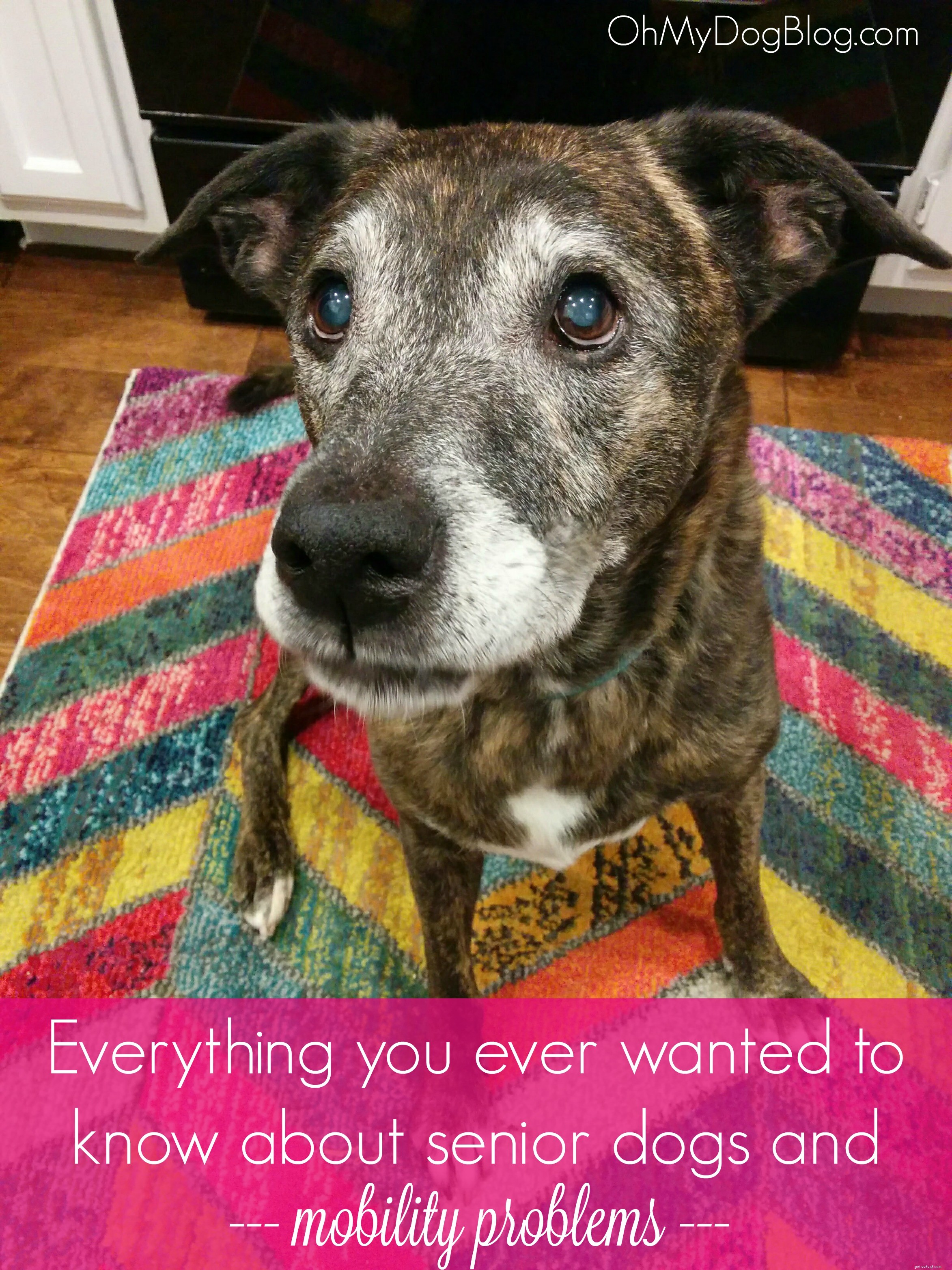 Comprehensive Guide to Senior Dog Mobility: Tips, Care, and Product Insights