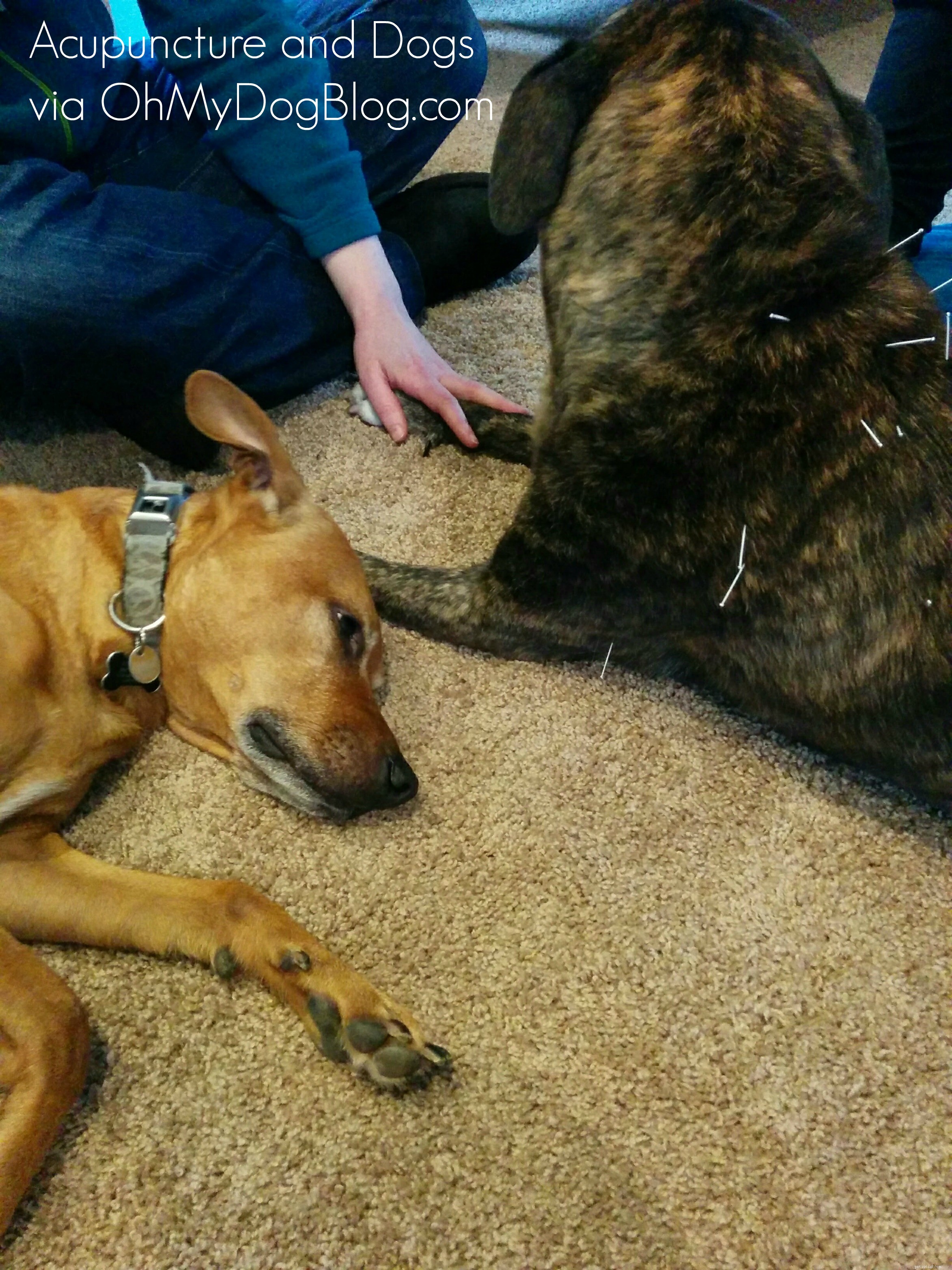 Can Acupuncture Benefit Dogs? Real-World Insights & Benefits