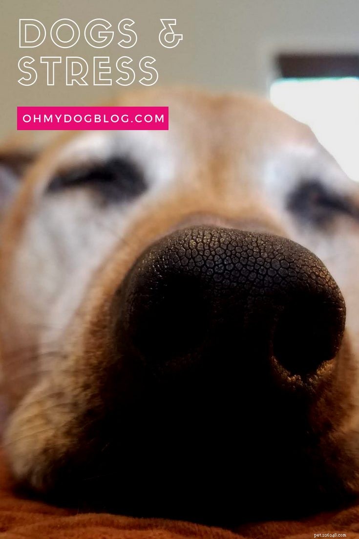 Managing Your Dog s Anxiety: Insights from Cooper s Journey