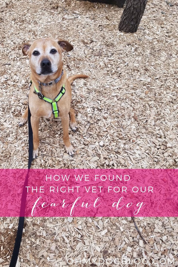 Finding the Ideal Veterinarian for a Reactive Dog: Our Proven Approach