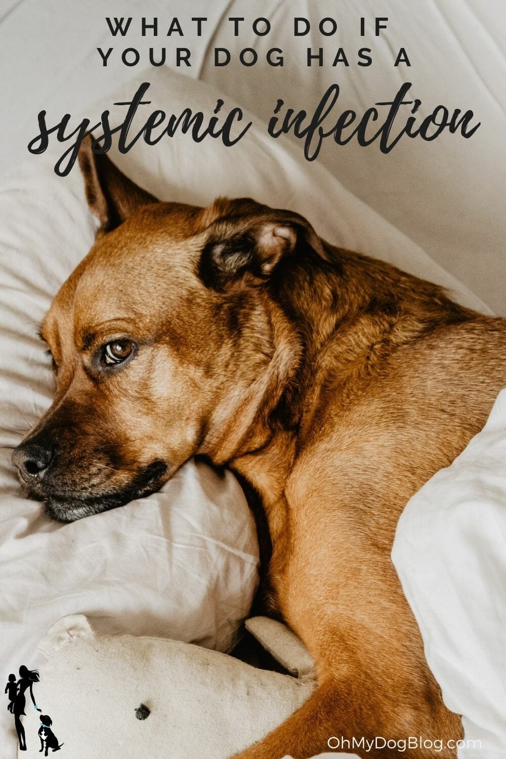What to Do When Your Dog Develops a Systemic Infection