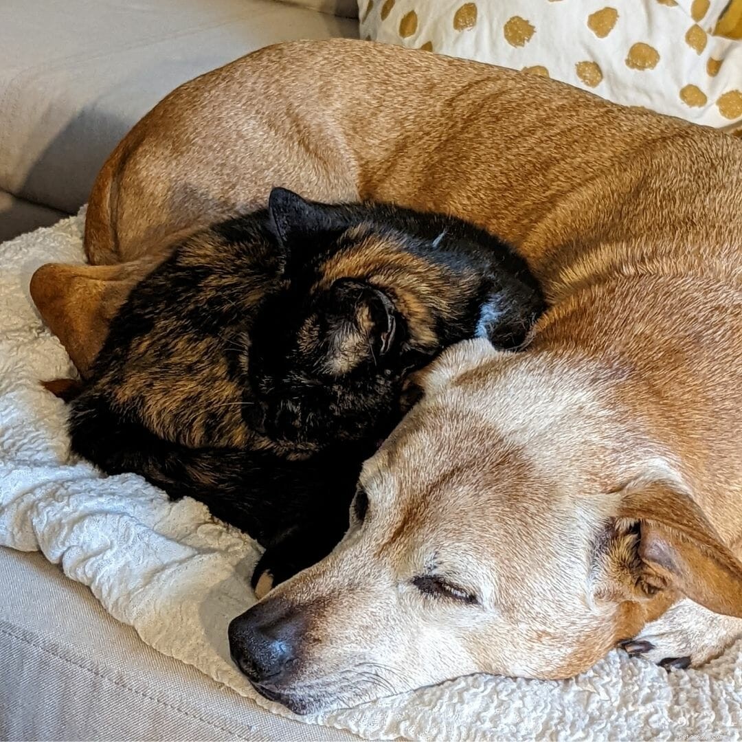 What to Do When Your Dog Develops a Systemic Infection