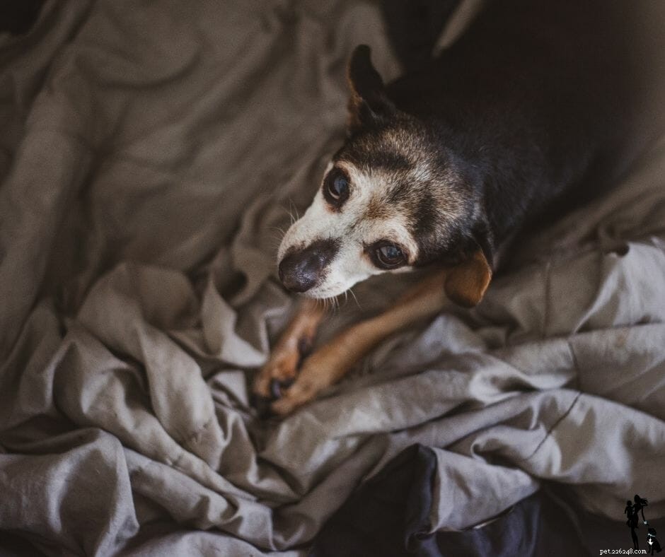 The Ultimate Guide to Loving and Caring for Your Senior Dog