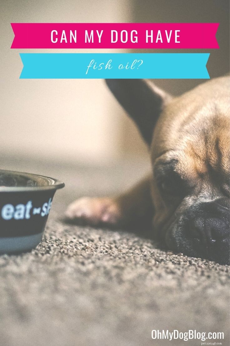 Should Dogs Take Fish Oil? Expert Insights & Health Benefits