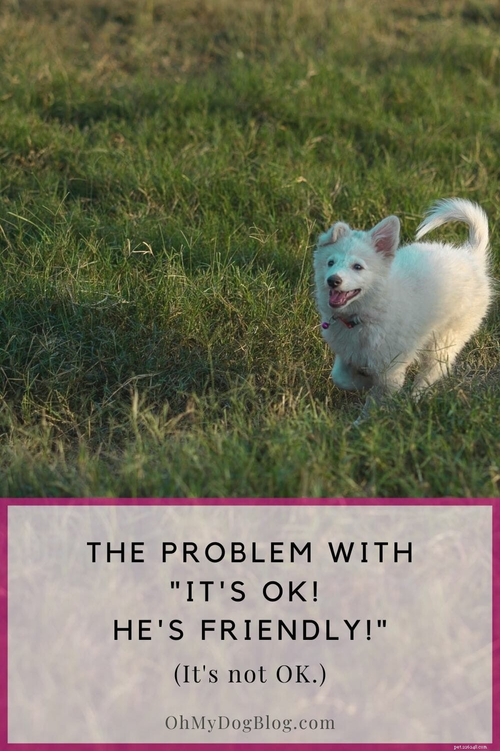 Why “He’s Friendly” Isn’t Enough: Rethinking Dog Behavior in Our Community