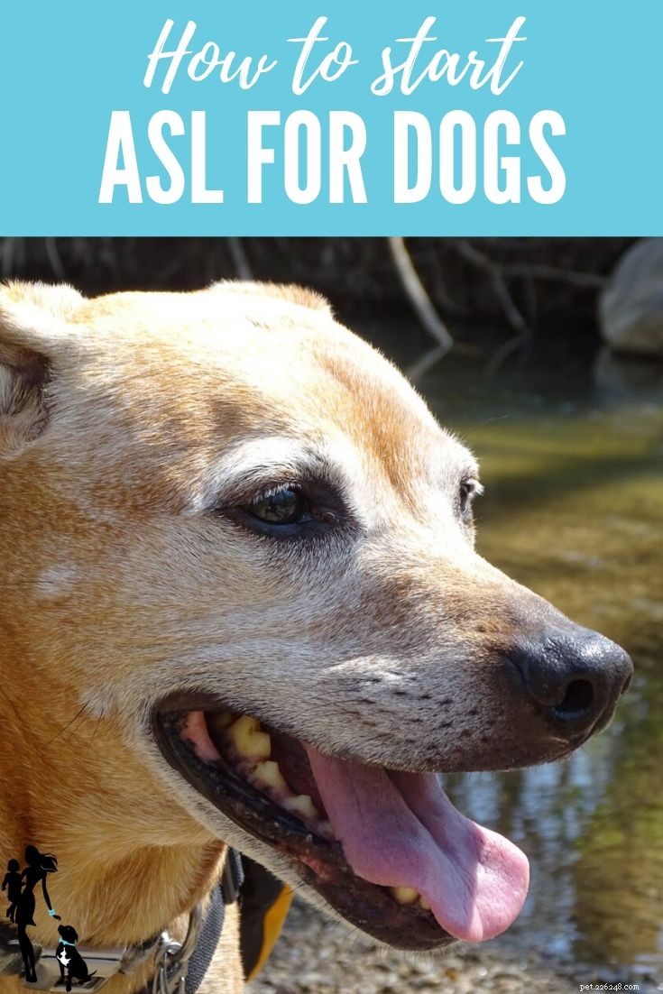 Teaching ASL to Dogs: A Beginner’s Guide to Canine Sign Language