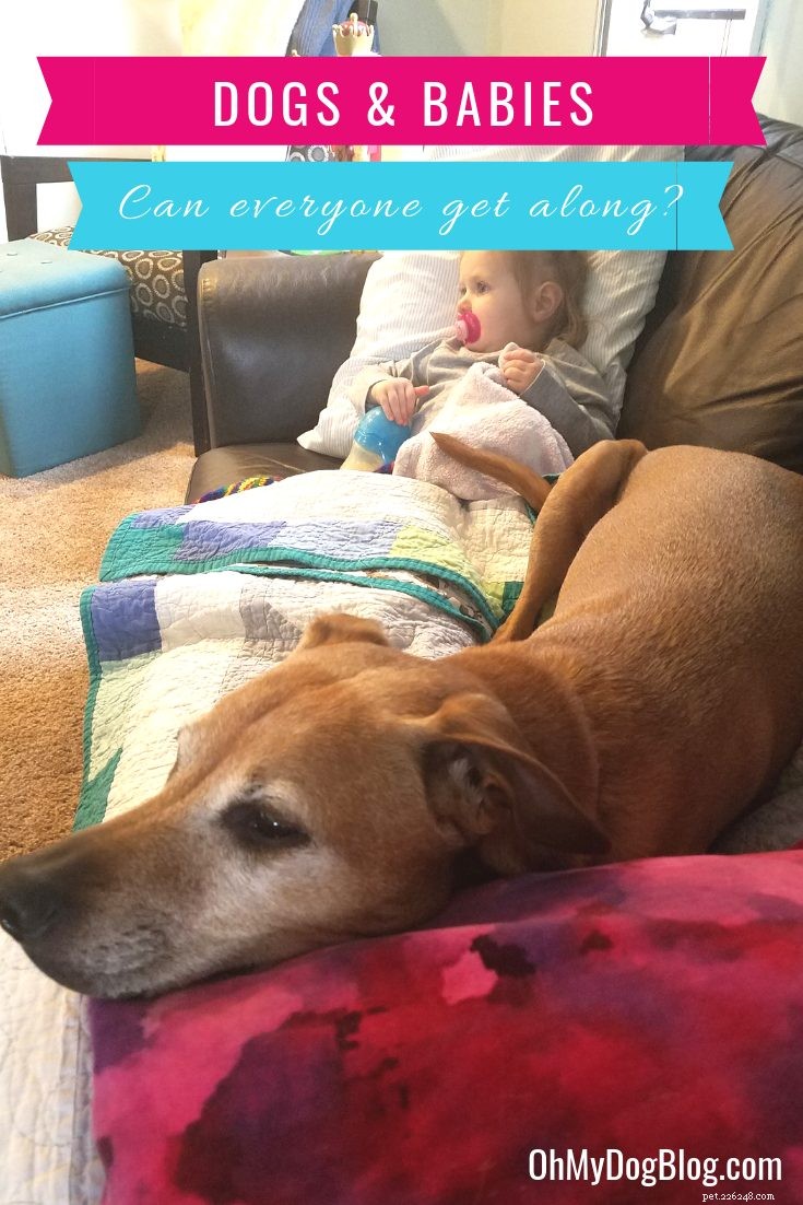 How to Keep Your Dog Safe Around Babies: Proven Tips for Harmony