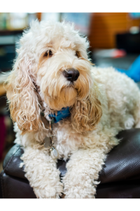 Spoodle vs. Cavoodle: Key Differences Explained