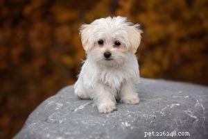 How Pet Companionship Alleviates Anxiety and Boosts Emotional Well‑Being