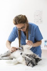 8 Key Signs Every Pet Owner Should Monitor for Early Health Issues
