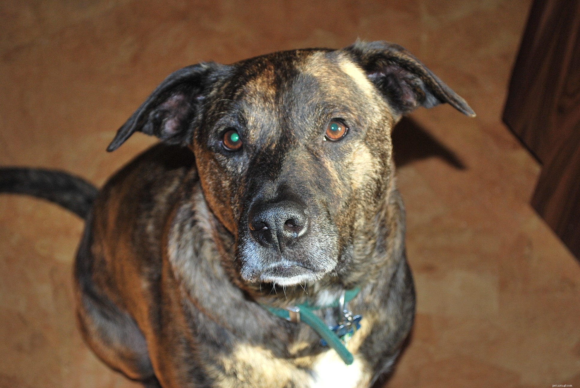 Managing Dog Cancer: Updates, Care Tips, and Support