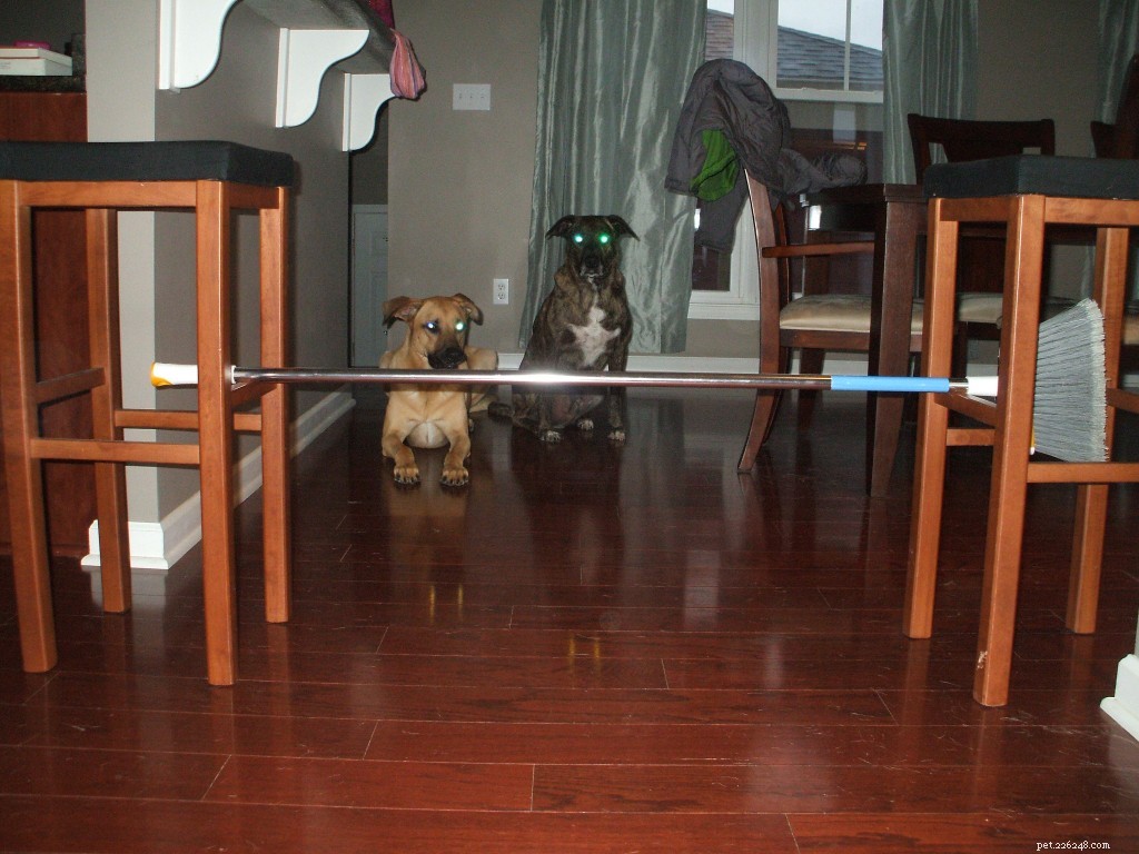 Indoor Agility for Dogs on a Rainy Day: Keep Your Pups Active & Happy
