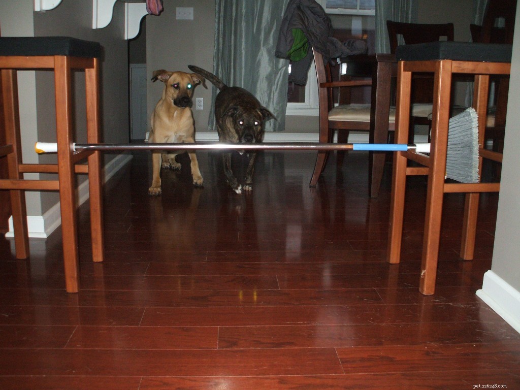 Indoor Agility for Dogs on a Rainy Day: Keep Your Pups Active & Happy