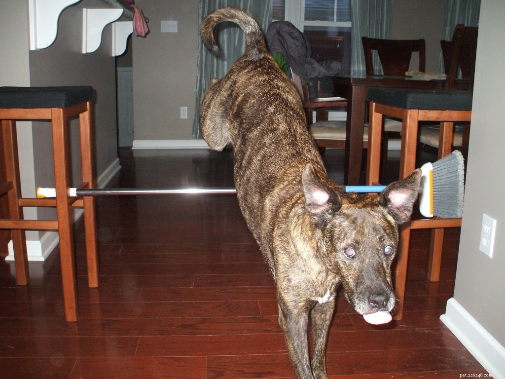 Indoor Agility for Dogs on a Rainy Day: Keep Your Pups Active & Happy