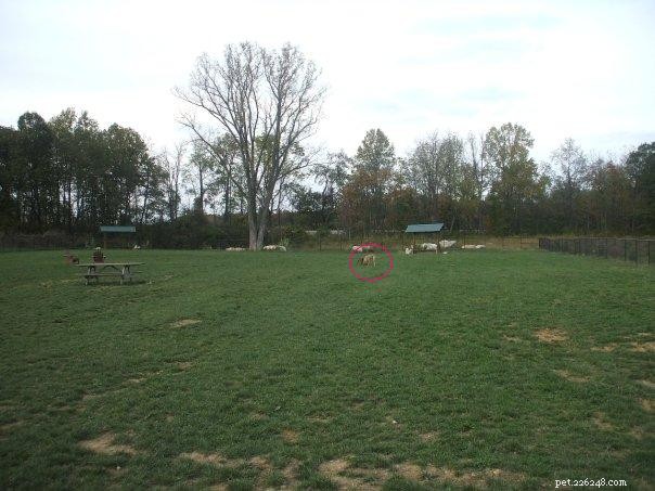 Dog Parks: Membership, Vaccination Safety, and Owner Behavior Insights