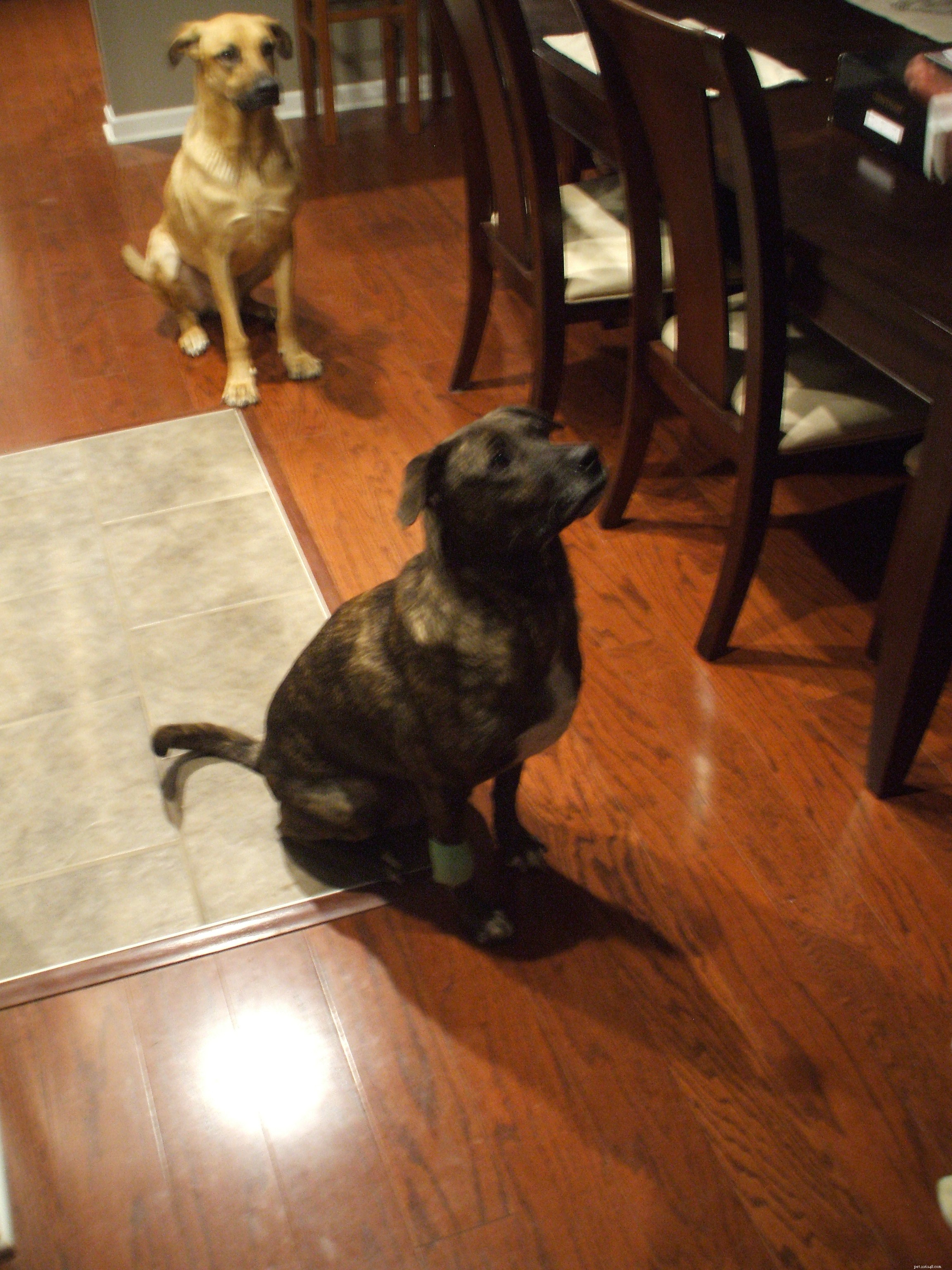 Teach Your Dog the ‘Wave Hi’ Trick with Clicker Training