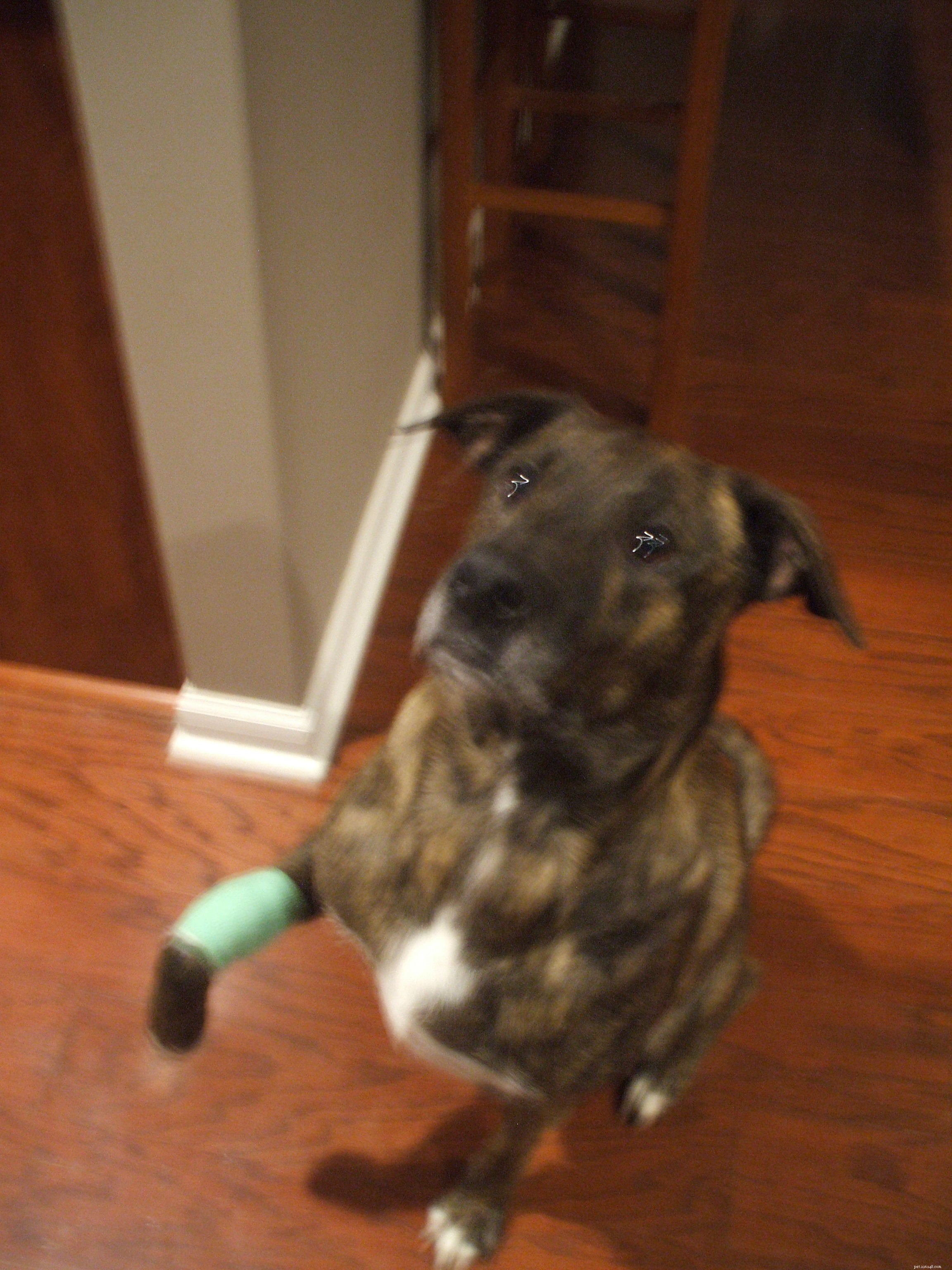 Teach Your Dog the ‘Wave Hi’ Trick with Clicker Training